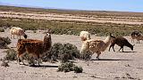 BOLIVIA - Uyuni Villamar - 13 - Lama